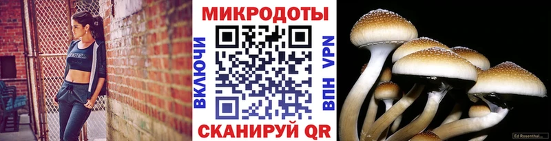 Псилоцибиновые грибы прущие грибы  Кропоткин 